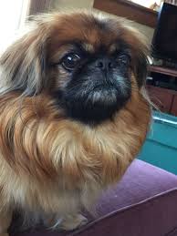 Thor Dorable Pekingese Puppies Pekingese Dog Breeds