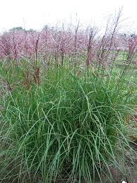 Maybe you would like to learn more about one of these? Miscanthus Chinaschilf Zauberstaude