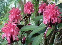 But i´suppose that you can buy them probably in istanbul too.in the area next to the spice market i have seen many sorts of plants but i didn´t look for these. Justicia Carnea Plant For Sal Flamingo Flower Plant With Free Shipping