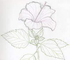 The 4 key factors for pencil drawing in a realistic style: Flower Sketching 3 12meeting Prisca Beatrice