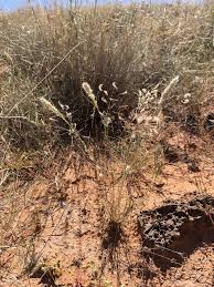 Image result for Enneapogon desvauxii