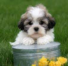 Find the perfect puppy for sale in ohio at next day pets. Piper S Posh Puppies Non Shedding Designer Puppies For Sale In Ohio In 2021 Teddy Bear Puppies Puppies Teddy Dog