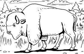 coloriage bison les beaux dessins de animaux a imprimer et colorier bottes en caoutchouc