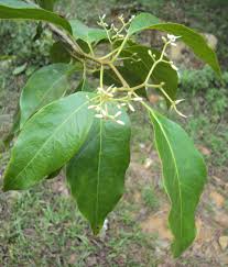 Image result for Metteniusaceae