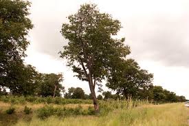 Image result for Baikiaea