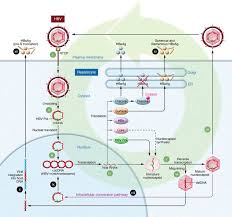It can be passed to others through direct contact with blood, unprotected sex, use of illegal drugs, unsterilized or. Jci New Perspectives On The Hepatitis B Virus Life Cycle In The Human Liver