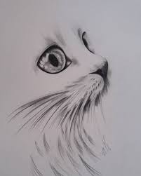 Cat Drawing Eyecat Artist Artgallery Artillustration Sketsbook Arthelp Lovedrawing Pencildrawing Cats Art Drawing Cat Art Illustration Cat Art