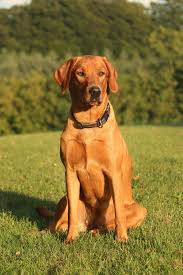 Passionen for formel 1 labrador. Team Jaegerlunden Kennel Team Jaegerlunden Labrador Hvalpe