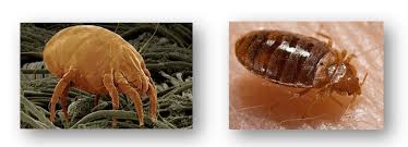 Image result for Dust mite