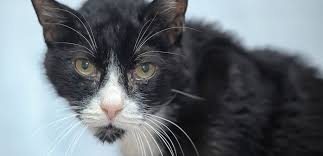 Hyperthyroidism is a common condition in older cats because of an excess of circulating thyroid hormone, called thyroxine. if this is the case with your cat, paying special attention to specific nutrients such as dietary phosphorus (a key player in chronic kidney disease) may be required. Hyperthyroidism In Cats Kohi Veterinary Clinic