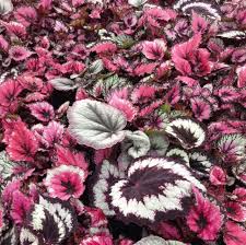 Image result for Begonia rubronervata