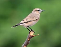 Image result for Isachne buettneri