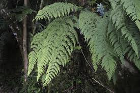 Image result for Dryopteris athamantica