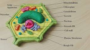 Maybe you would like to learn more about one of these? How To Make Plant Cell Model Biomedical Art The Kid Should See This