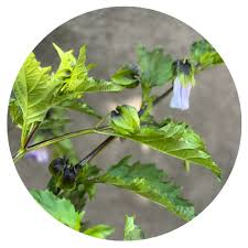 Image result for Nicandra physalodes