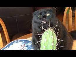The big cat was perched on a tall, prickly cactus, but didn't seem to mind the spikes. Funny Black Cat Video Compilation It S Hard To Hold Your Laugh Youtube