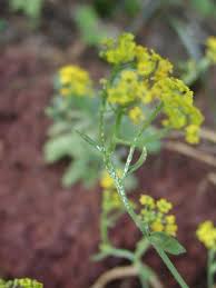 Image result for Aurinia