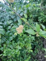 Image result for Pisonia aculeata