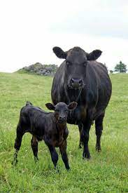 There are millions of aberdeen angus cattle in every major beef producing country in the world, and every single one can trace its origins back here to the north east of scotland. 43 Aberdeen Angus Ideas Aberdeen Angus Angus Beef Cattle