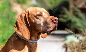Even worse, some collars just don't work. 5 Best Dog Tick Collars 2021 Reviews