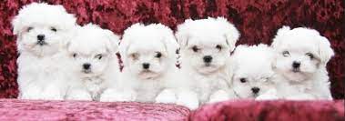 Nos Amours De Bichons Maltais