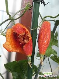 Image result for Coccinia mildbraedii