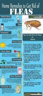 Home Remedies To Get Rid Of Fleas Dog Stuff Home Remedies For Fleas Flea Remedies Fleas