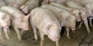 Virusul provoacă o febră hemoragică cu rate mari de mortalitate la porcine, iar, în cea mai violentă pesta porcină apare mai ales în țările cu o rată majoră a producției de porcine. Secu Dolj Ce N Au Mai VÄzut Si TrÄit Oamenii Cuvantul LibertÄÅ£ii