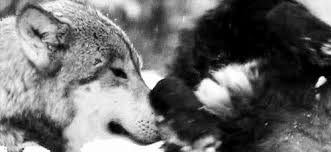 The perfect caramelldansen wolf anime animated gif for your conversation. Gif Wolves Black And White Snow Animated Gif On Gifer By Ananadar