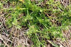 Image result for Apium leptophyllum