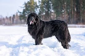 Please call or email to be put on the waiting list! Newfoundlands Doggear