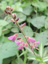 Image result for Dipcadi vaginatum