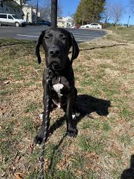 Meet Bruce Dane (Bruce Wayne) our 4 month old puppy. : r/greatdanes