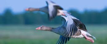 Leave a little garden debris in winter. How To Attract Geese To Your Yard Wild Bird World