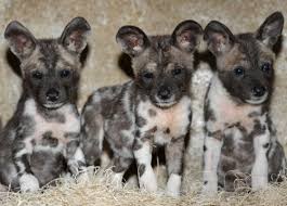 The puppies have recently started exploring their… Zooborns African Wild Dog Wild Dogs Puppy Dog Pictures