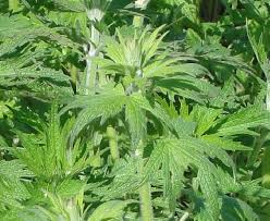 Epingle Sur Les Plantes Medicinales