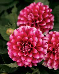 Dalina Grande Colima Dahlia Hybrid Dahlia Flower Garden Flower Garden Design Proven Winners Flowers
