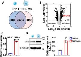 With joe mari avellana, don barnes, david carradine, tonichi fructuoso. Glucocorticoids Mobilize Macrophages By Transcriptionally Up Regulating The Exopeptidase Dpp4 Journal Of Biological Chemistry
