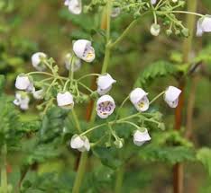 Image result for Calceolariaceae