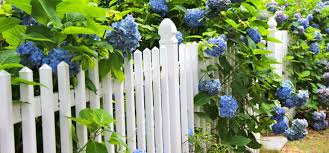 Hortensien (hydrangea) waren einst der klassiker in den bunt üppig blühenden und manchmal auch gediegenen bauerngärten, wie wir sie noch aus omas zeiten kennen. Hortensien So Dungst Du Sie Richtig Willkommen In Franks Kleinem Garten