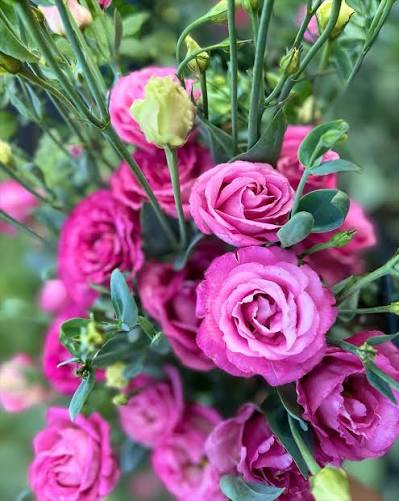 Blushing Bridesmaid