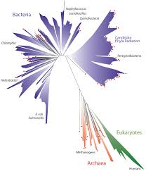 A Revised Tree Of Life Discovermagazine Com Tree Of Life Life Tree