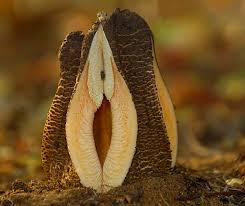 Image result for Hydnora