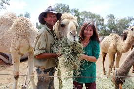 Camels dead as race to relocate 130 rescued animals hits tragic hurdle