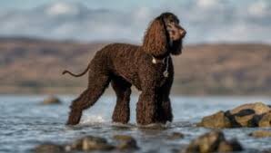 Image result for irský vodní španěl