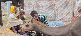 Is a train service run by committee, ms. A Nomadic Tribe In Rajasthan Has Researchers Asking Can Camel Milk Control Diabetes