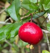 Image result for Eugenia sp. A