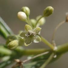 Image result for Gisekia africana