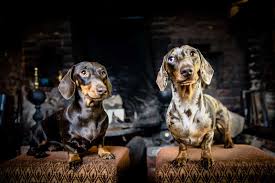 Our top picks lowest price first star rating and price top reviewed. Top 15 Dog Friendly Hotels In Ireland 2020 Boutique Travel Blog