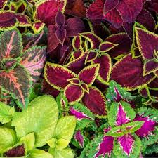 Image result for Coleus maculosus
